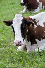 Hausrind (113 von 174).jpg